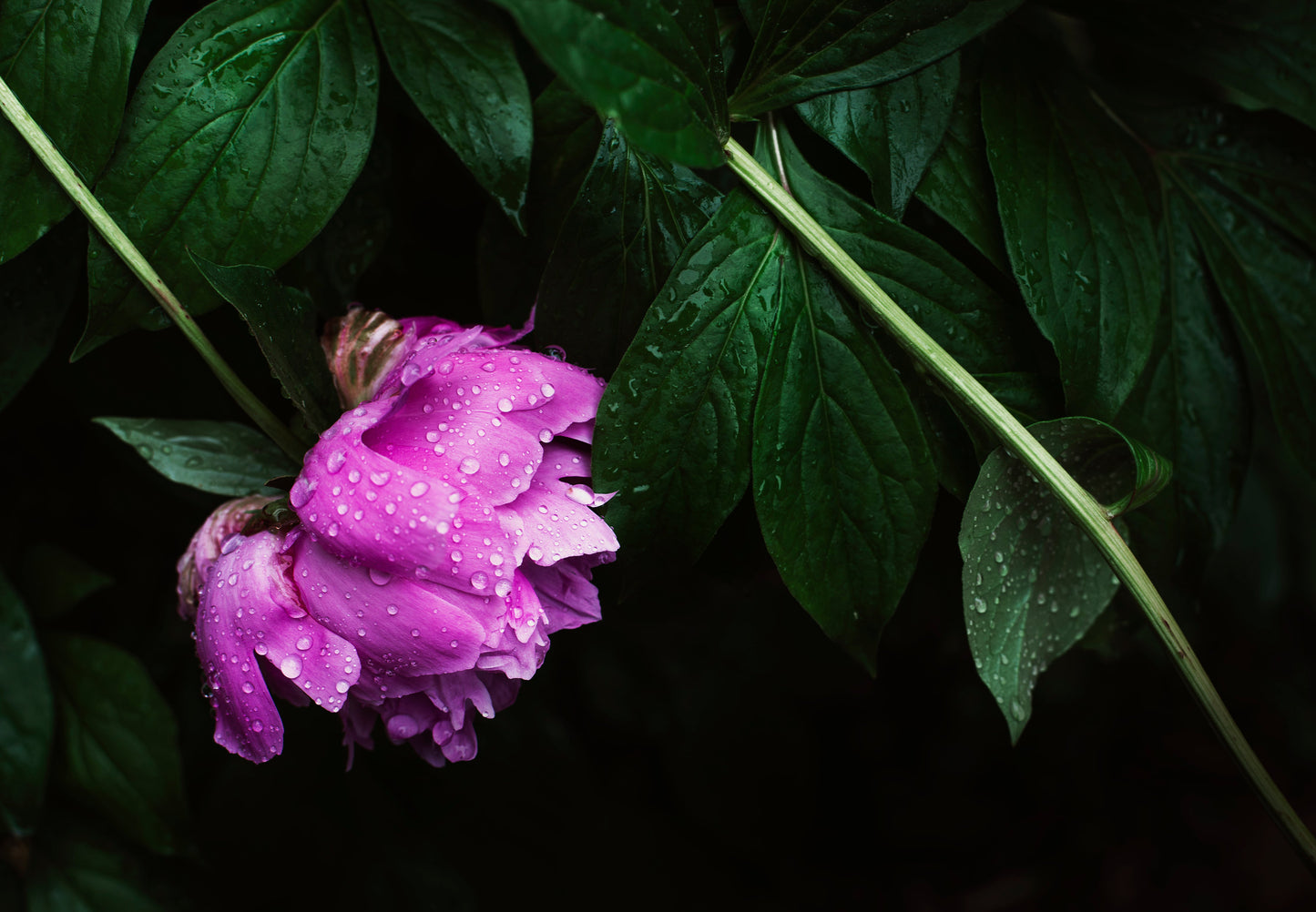 The Language of Blooms: Unveiling our Floral Collection
